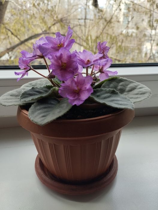 Фиалка комнатная