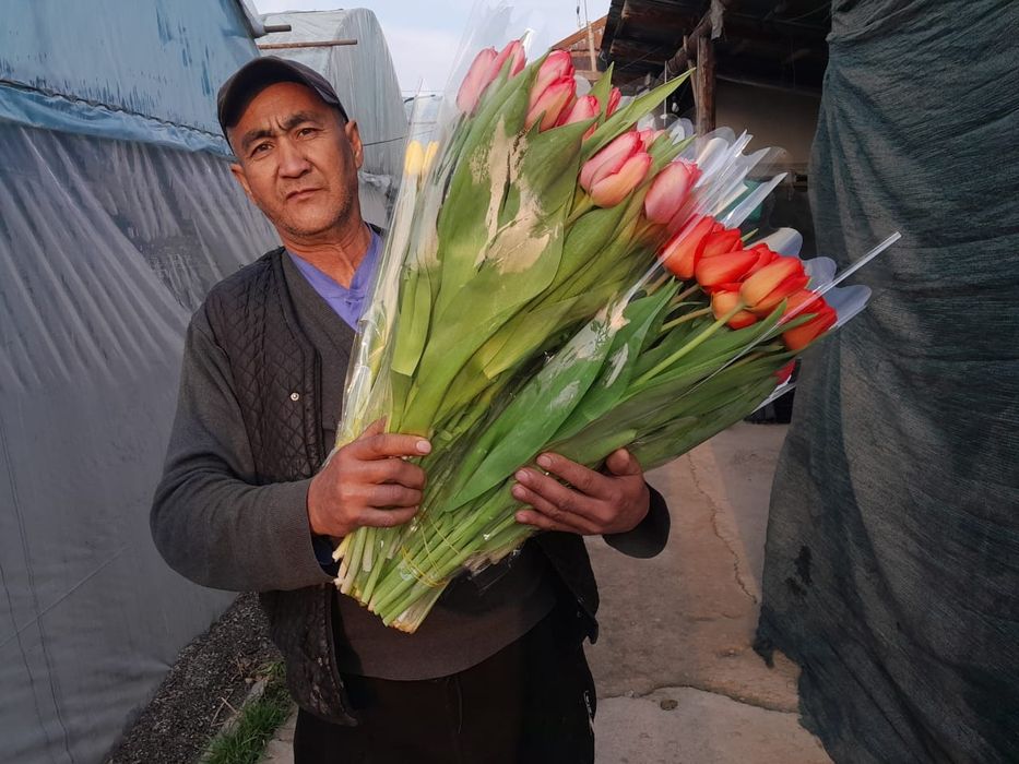 Тюльпаны отборные крупные