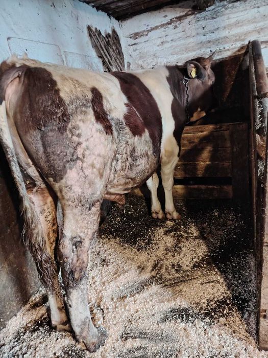 Vand Taur pentru monta