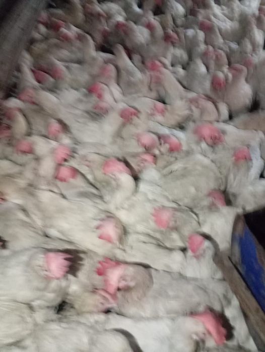 Продам курей несушка