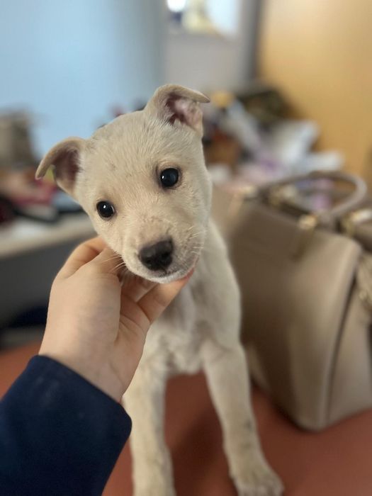 Donez cățeluși de talie mica