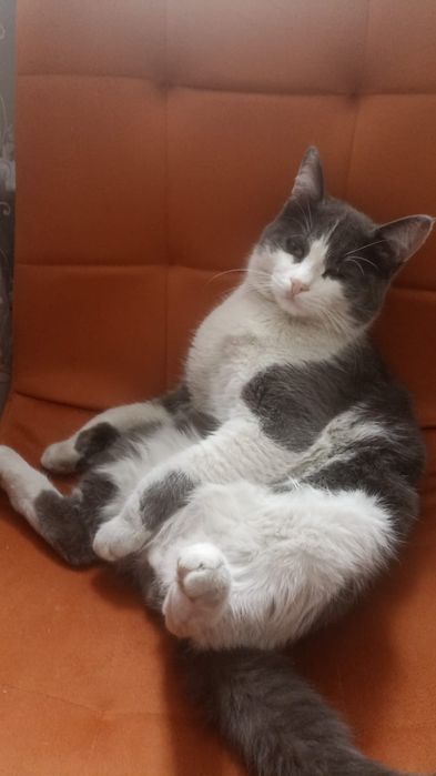 Кот мышелов 1,5 года