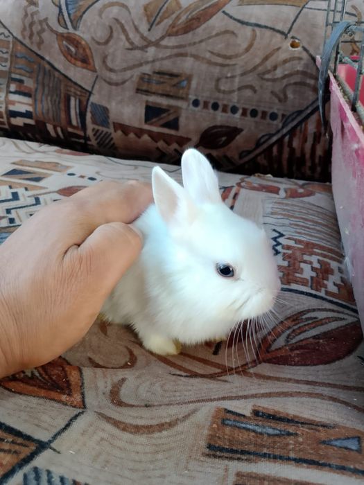 Кролики декоративные