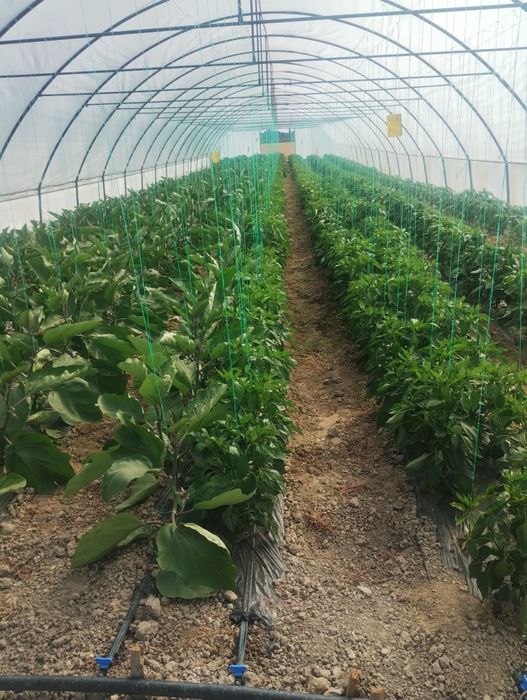 Solarii ieftine profesionale