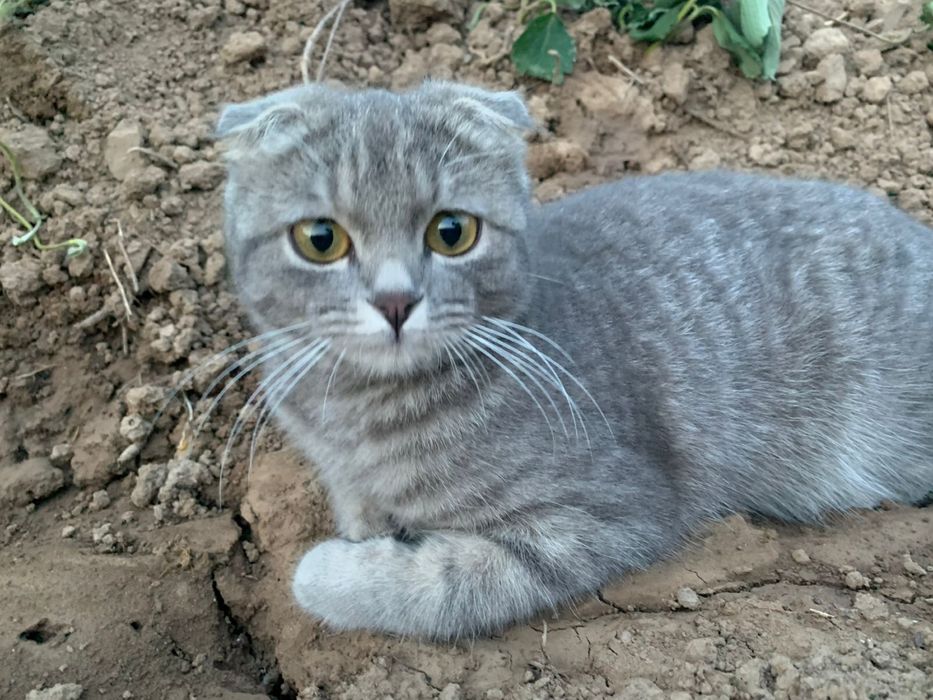 Продаются 3 котята