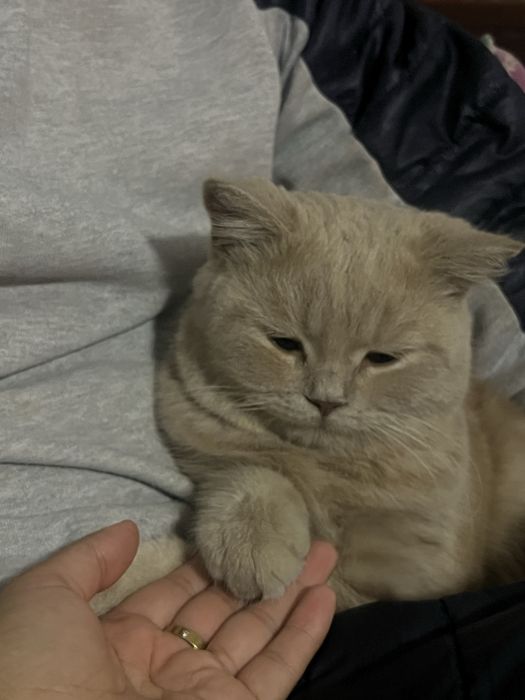 Scottish shorthair sotiladi