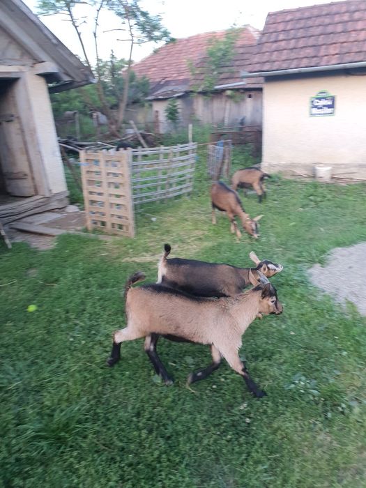 Ieduta și țap alpina franceza din primavara