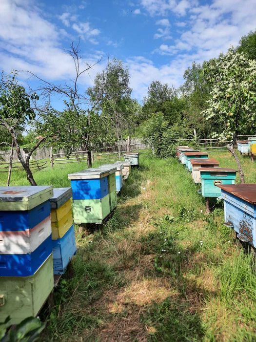 Stupi cu albine de vănzare, Verticali si Orizontali Cu lazi incluse