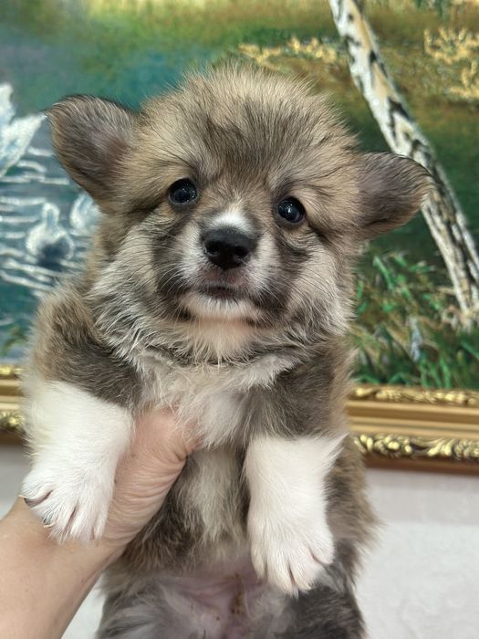 Супер малыши вельш корги