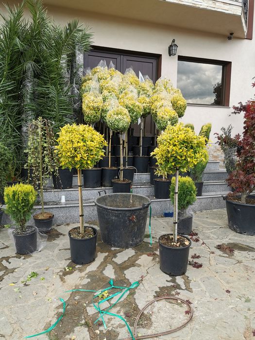 Fotinia Red (photinia)