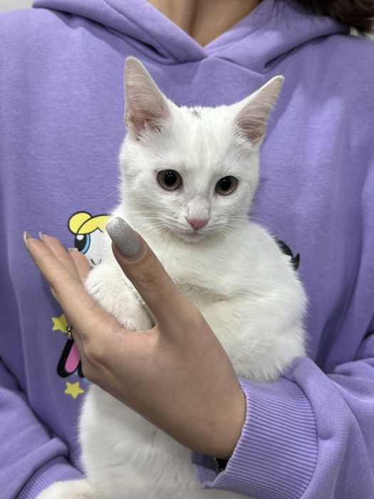 Котенок мальчик в хорошие руки