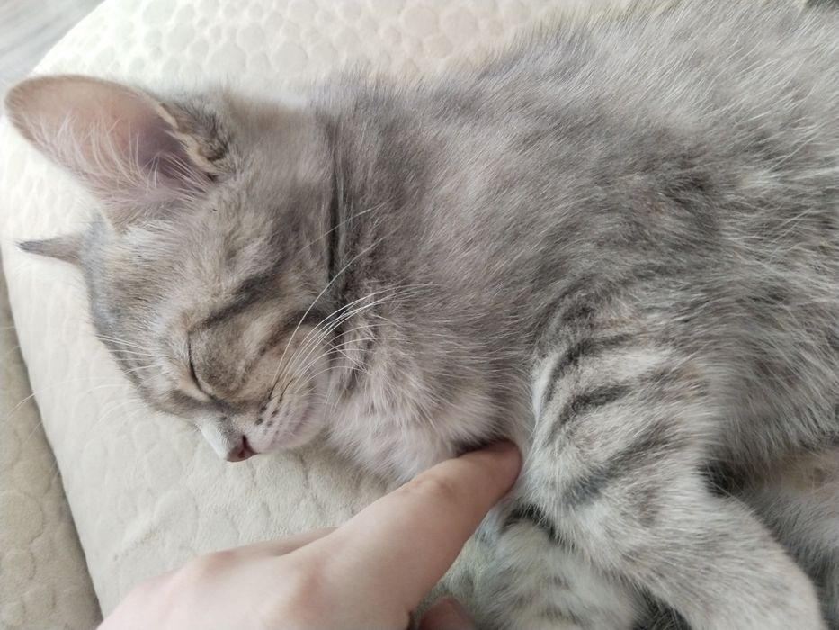 Бесплатно кошка с