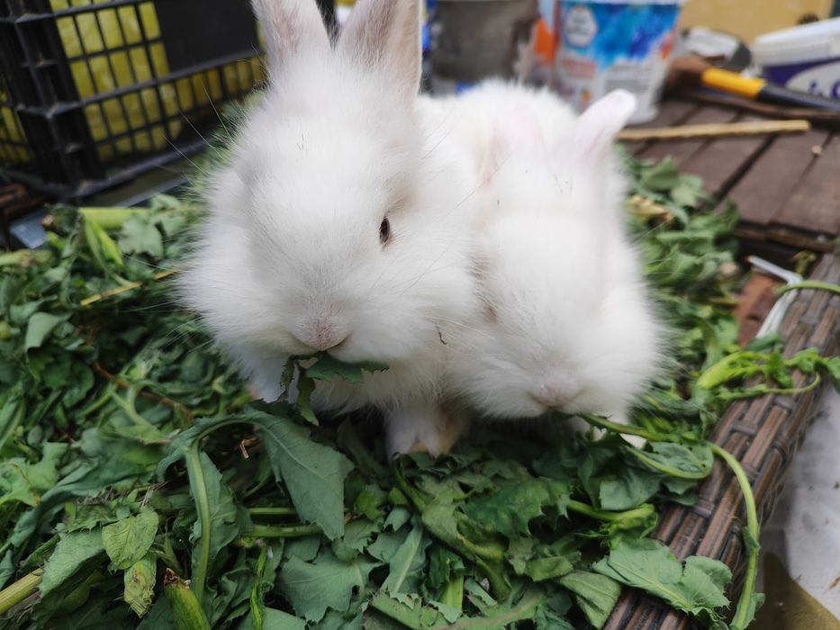 Iepuri Angora, Cap de Leu & Belgian