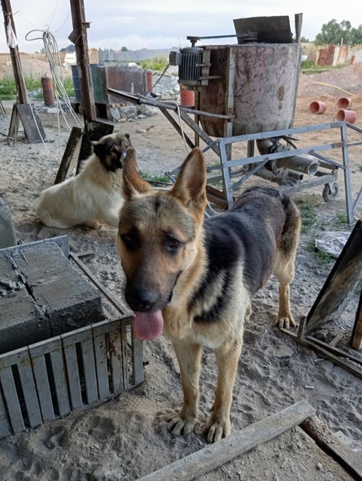 Авчарка сатылады