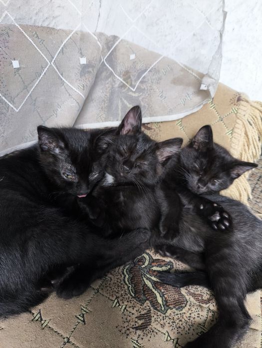 Котята ищут дом,