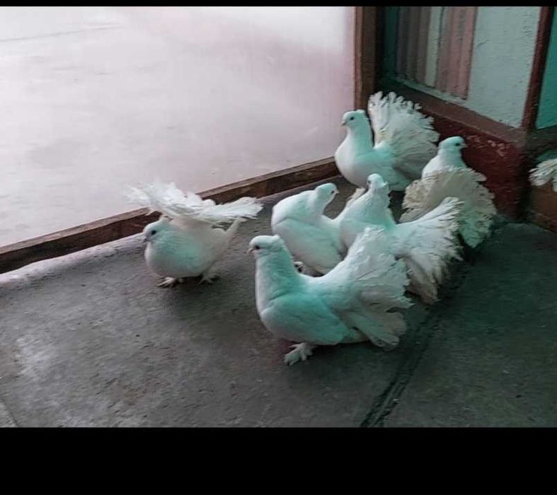 De vânzare voltati indieni albi