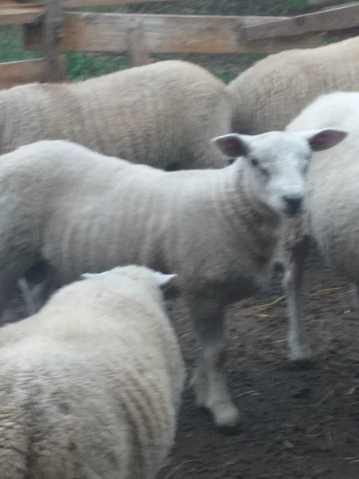 Vand berbecut rasa de carne Texel