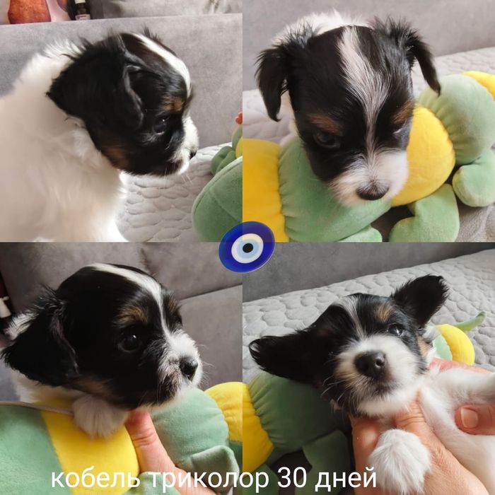 Продам щенков породы папийон