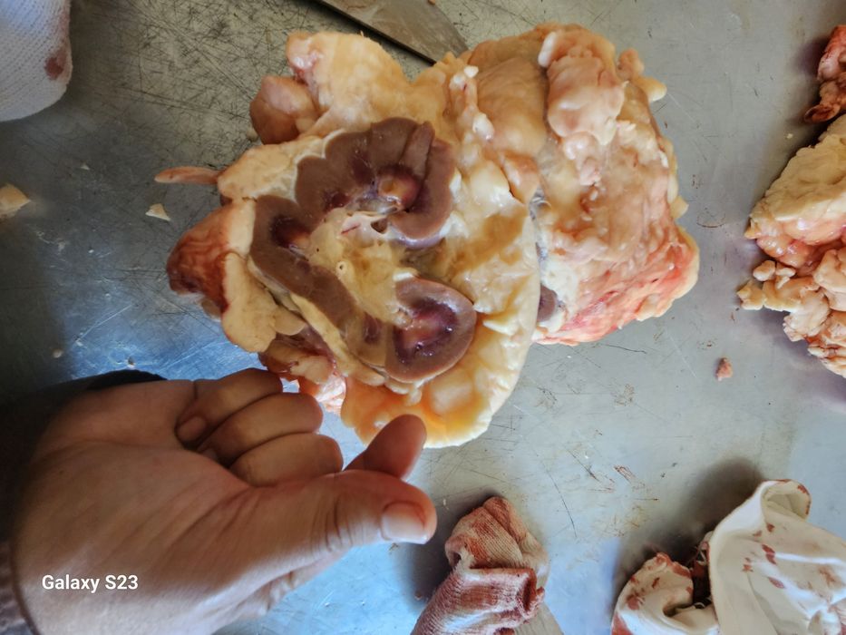 Мясные отходы для собак