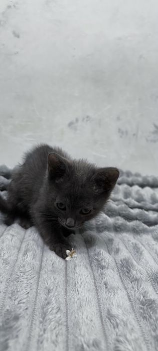 2 кошечки, серенькие