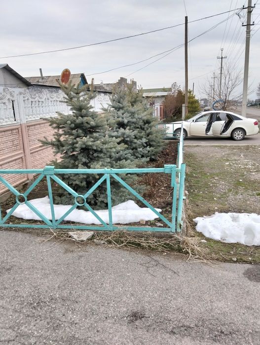 Голубая ель 4 штуки