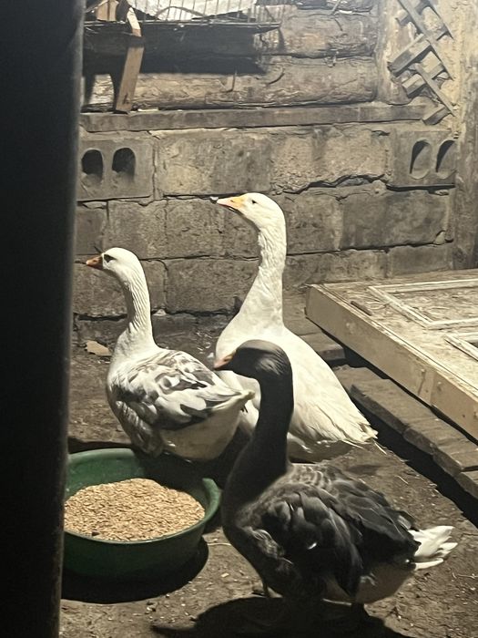 Продам гусака либо обмен на курей