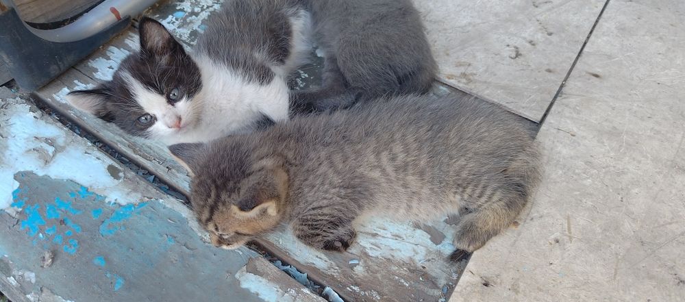 Отдам котят в добрые руки