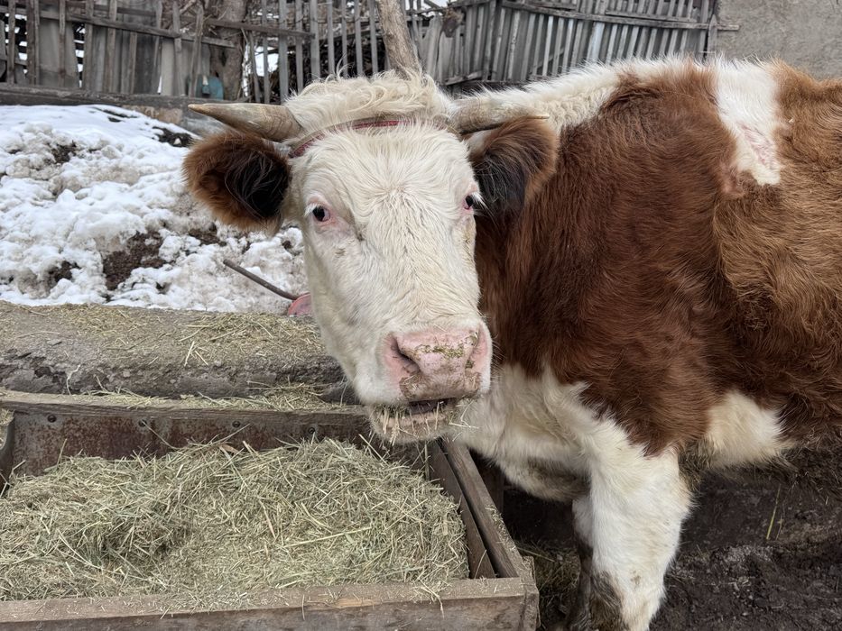 Симментал сиыр сатылады, сүтті сиыр