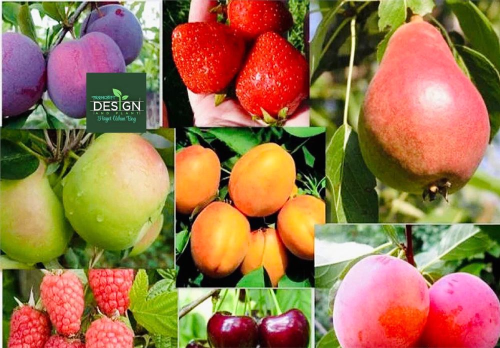 Саженцы фруктовых деревьев