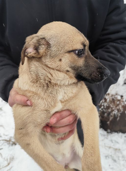 Щенок девочка 3 месяца ищет дом