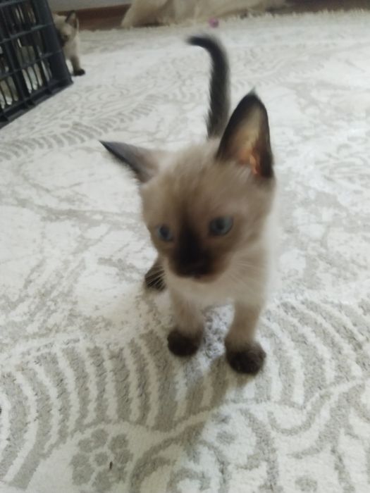 Сиамский котёнок