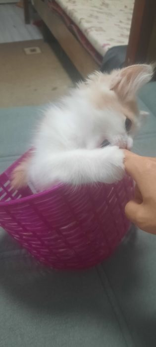Отдаеться котик бесплатно