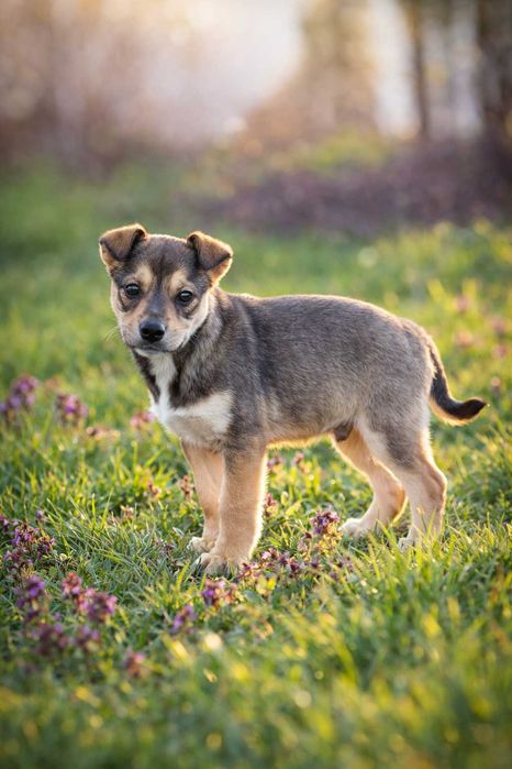 Кученца си търсят любящи стопани