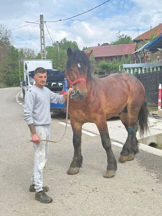 Armăsar de vânzare