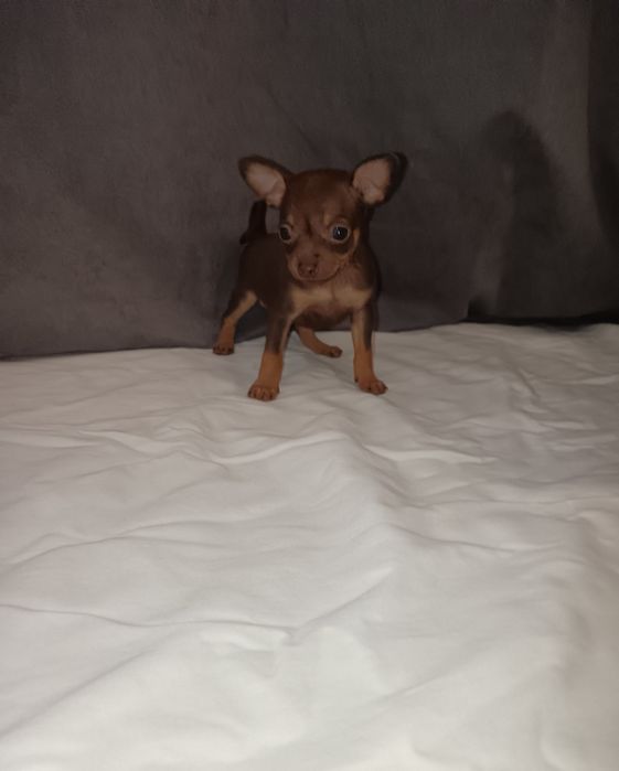 Продам щенков русского той-терьера