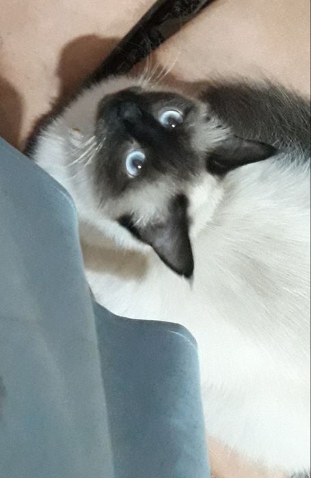 Siamskiy mushuk sotiladi