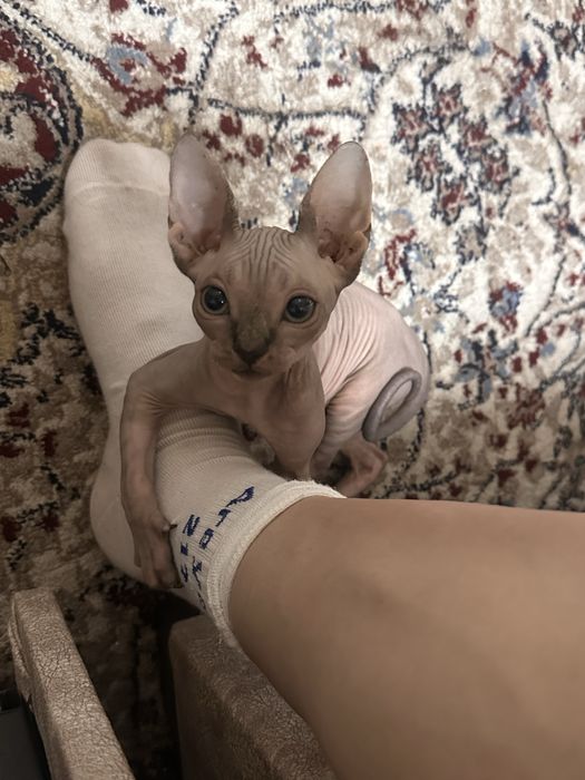 Котенок сфинкс девочка