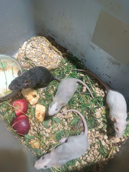 Крысята Даблики ручные