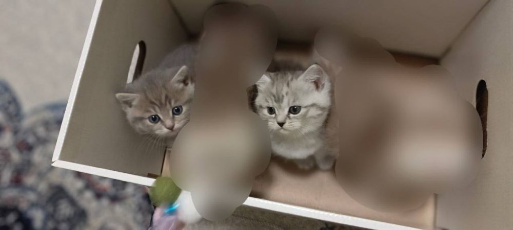 Продам котят Скоттиш страйт чистокровная