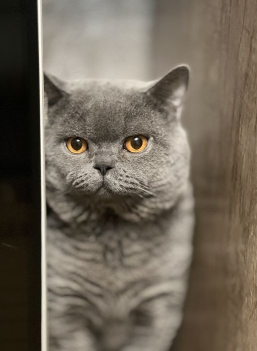 Вязка!  Чистокровный британский кот,  shorthair.