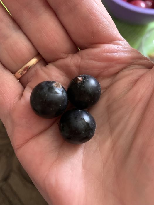 Продам комнатные цветы