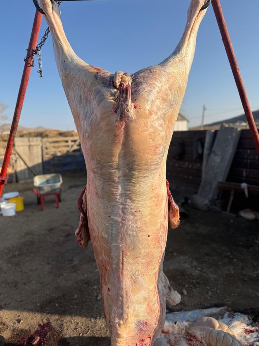 Жылқы еті сиыр еті