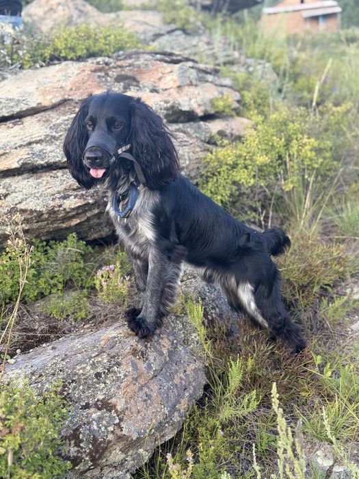 Красавец русский спаниель ищет невесту