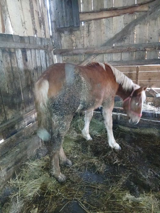 De vânzare mânza de 8 luni