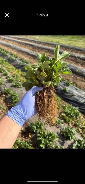 Stoloni capsuni Elsanta