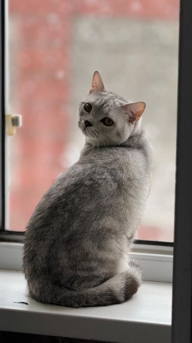 британская короткошёрстная.