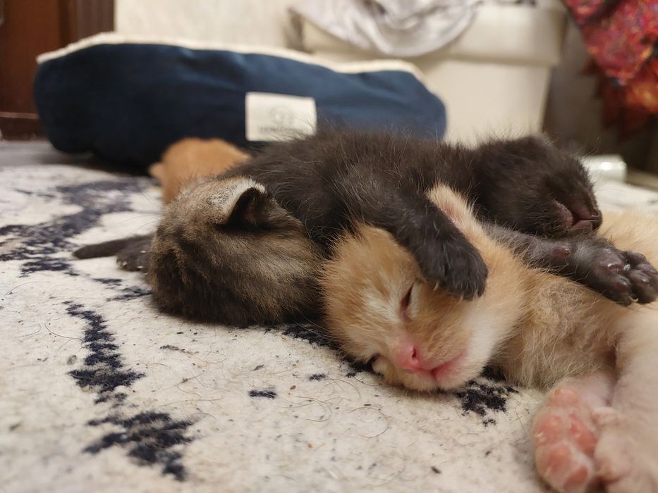 Хочу раздать котят очень хорошие руки