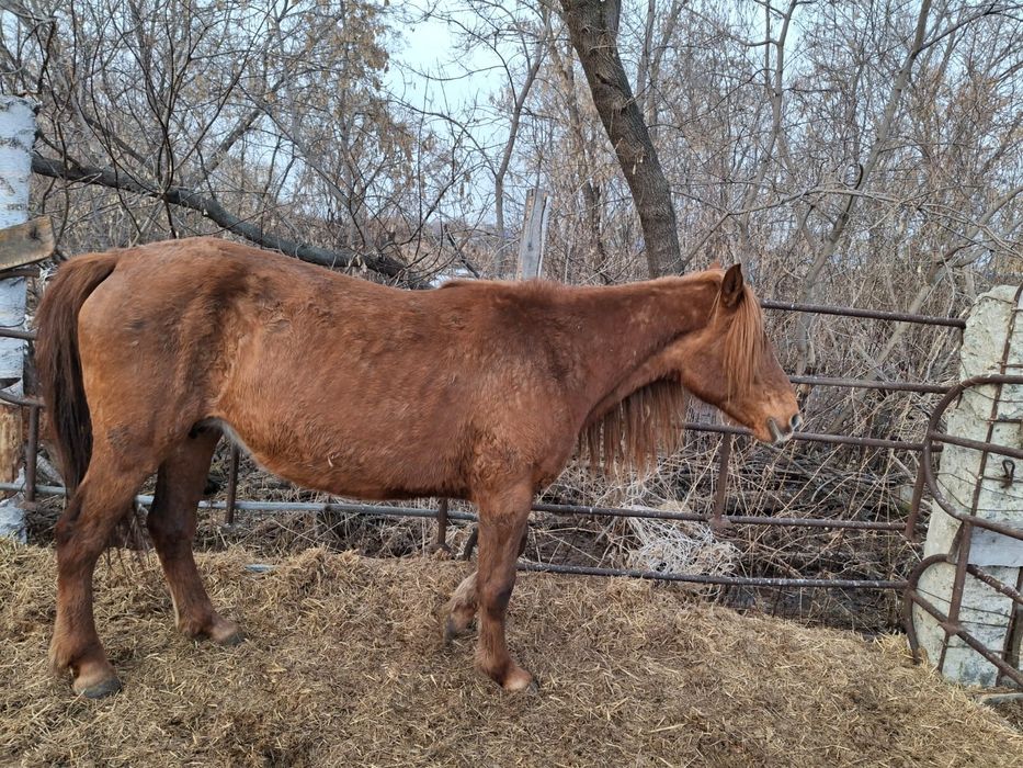 Отдам в хорошие руки