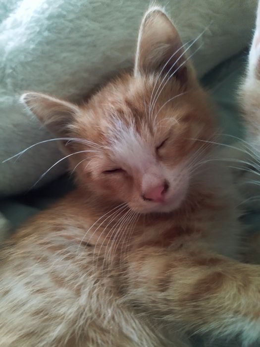 Отдаю котят, очень хорошие и милые