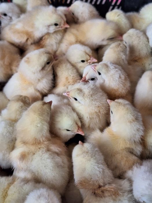 Pui la bresse au o zi